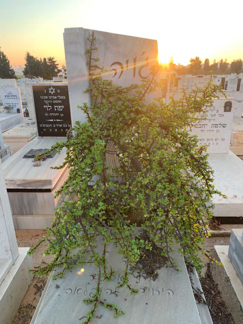 קברו של ג'ויה לוי. תמונה 1