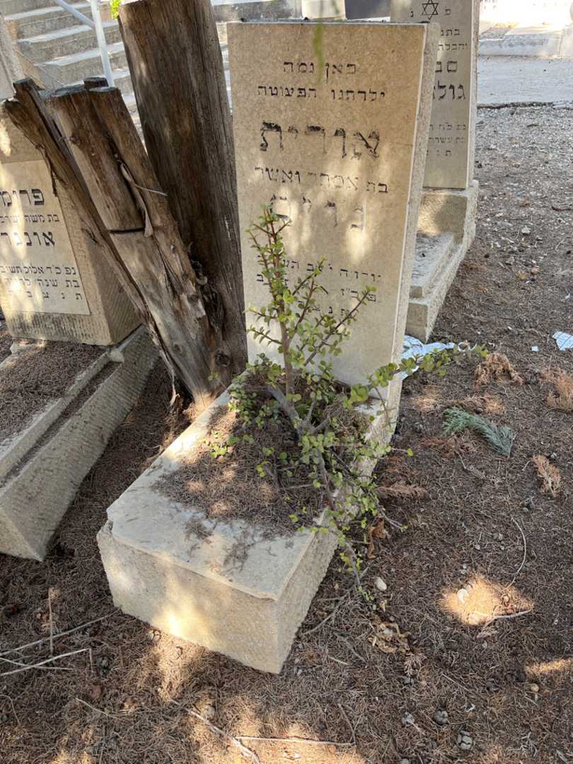 קברו של אורית נריס