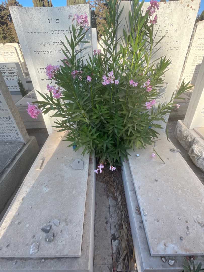 קברו של בצלאל יעקב דבליצקי. תמונה 1
