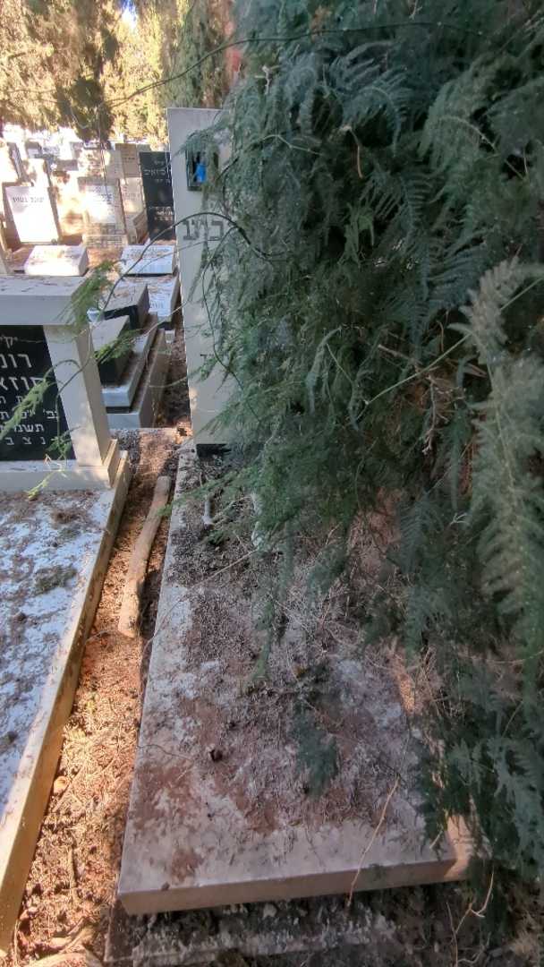 קברו של צביחה רביע. תמונה 2