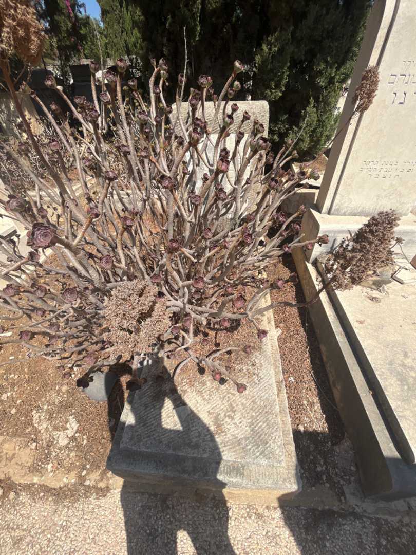 קברו של נסים לוי. תמונה 1