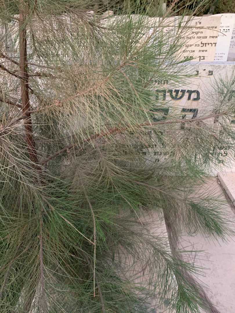 קברו של משה אלכסנדר פוקס. תמונה 2