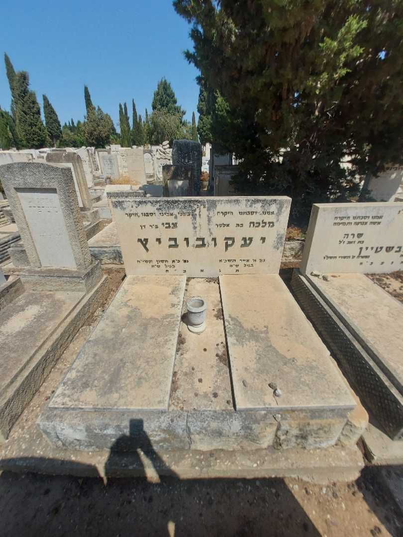 קברו של צבי יעקובוביץ. תמונה 2