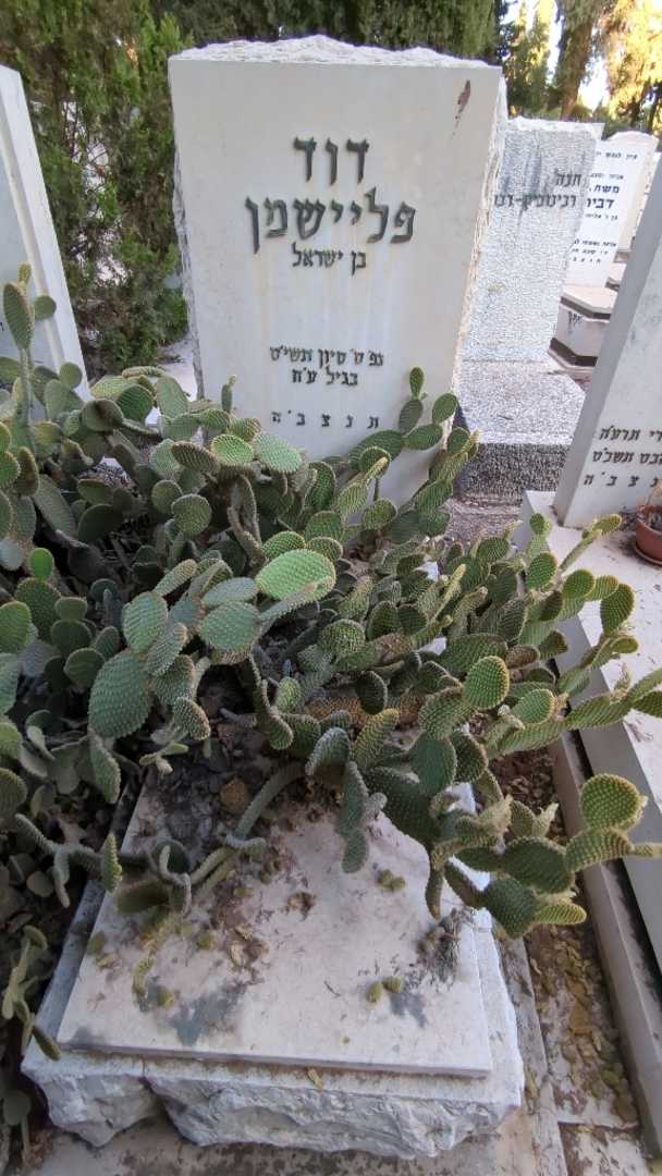 קברו של דוד פליישמן