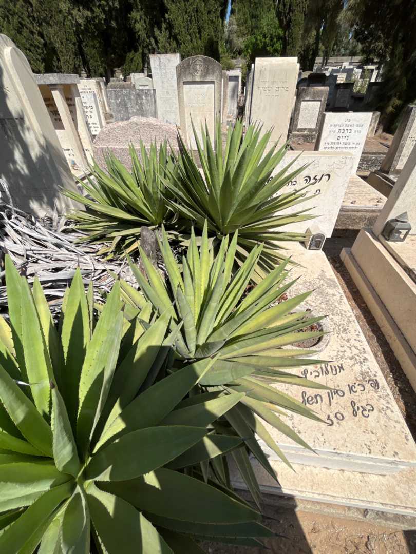 קברו של רוזה מנולוביץ. תמונה 2