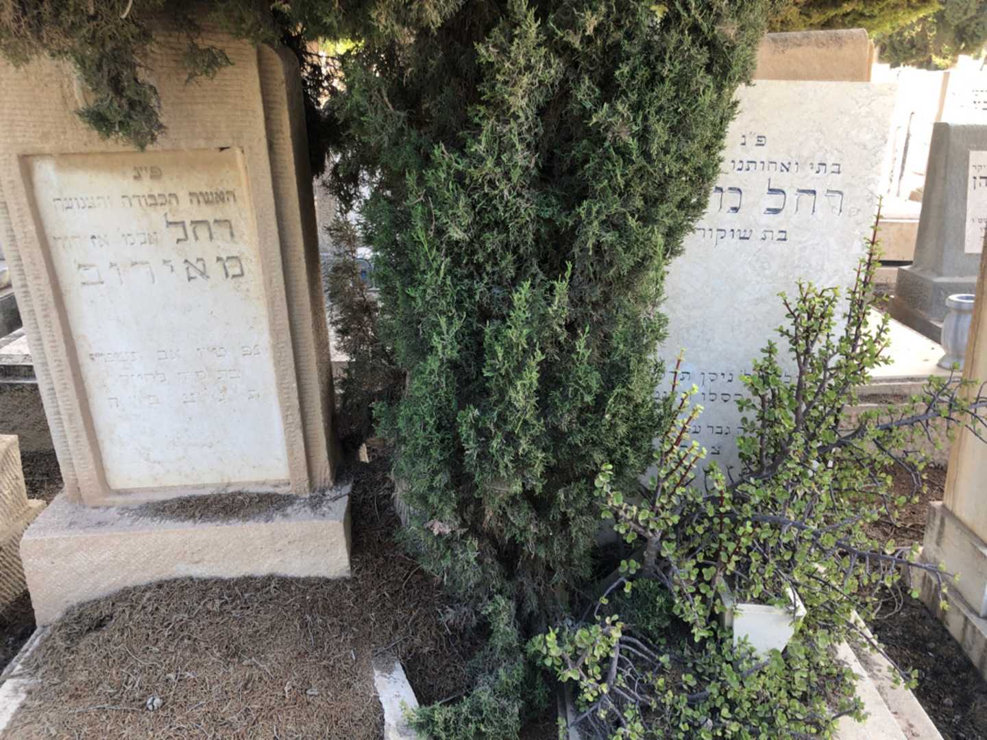 קברו של רחל מוזס. תמונה 2