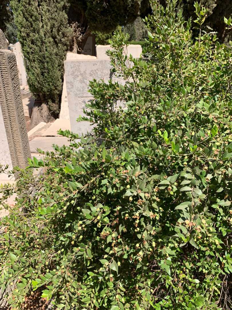 קברו של חנה וינברג. תמונה 1