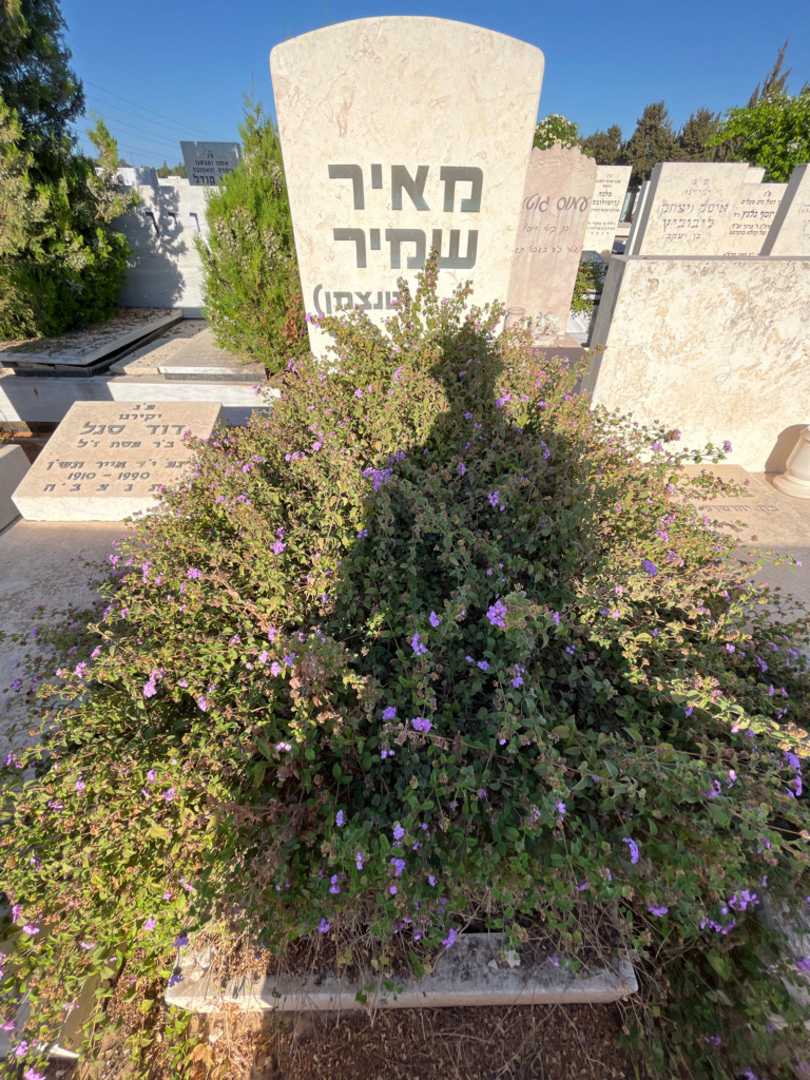 קברו של מאיר "טנצמן" שמיר