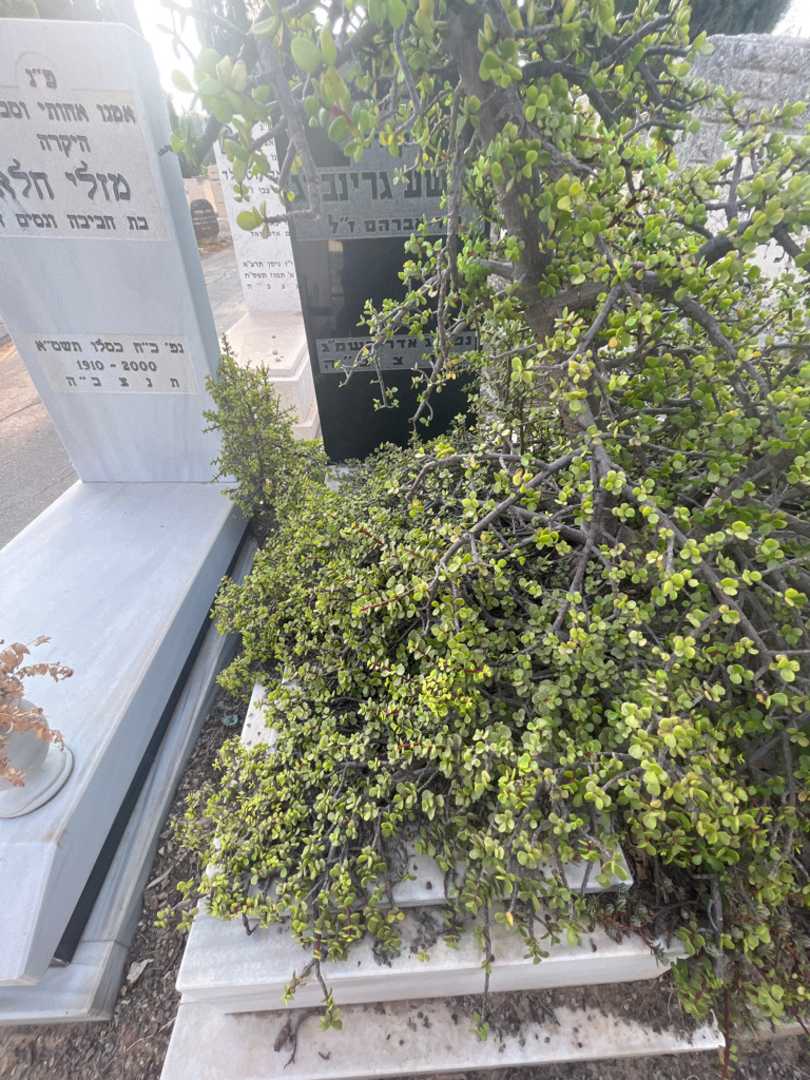 קברו של יהושע גרינברג. תמונה 1