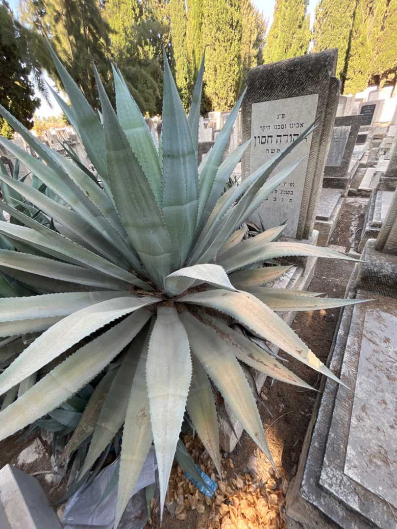קברו של יהודה חסון. תמונה 1