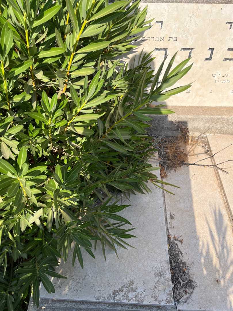 קברו של רוזה בנדר. תמונה 1