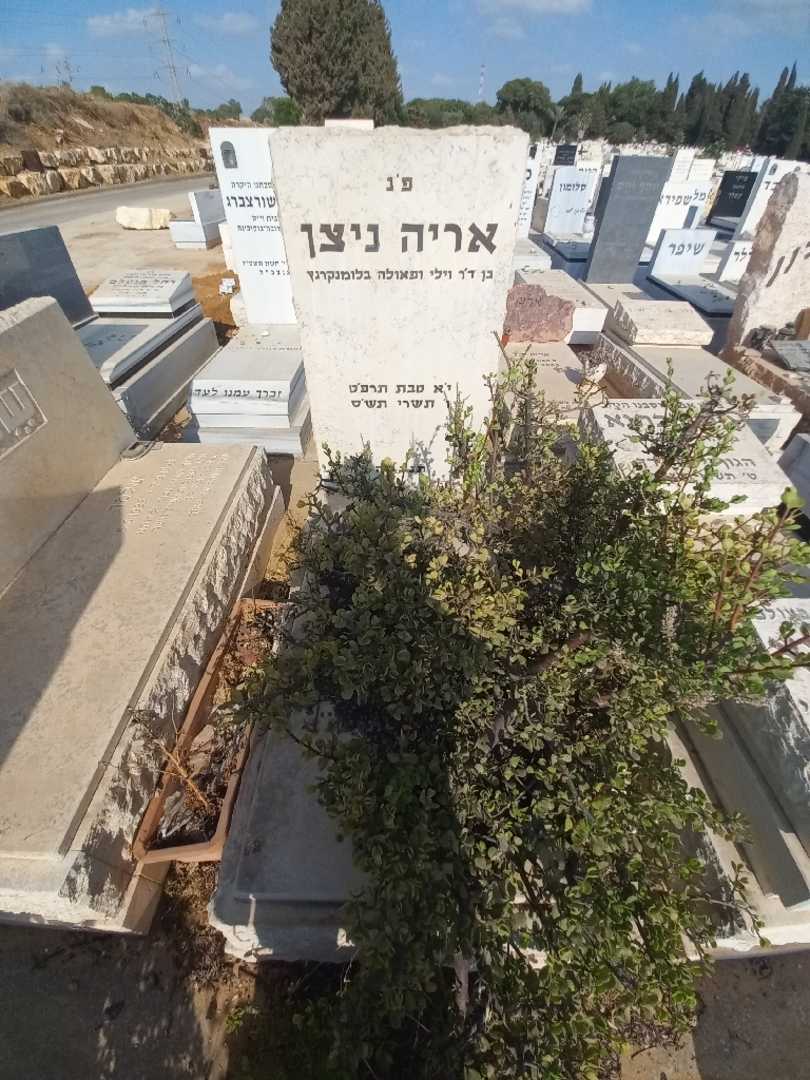 קברו של אריה ניצן