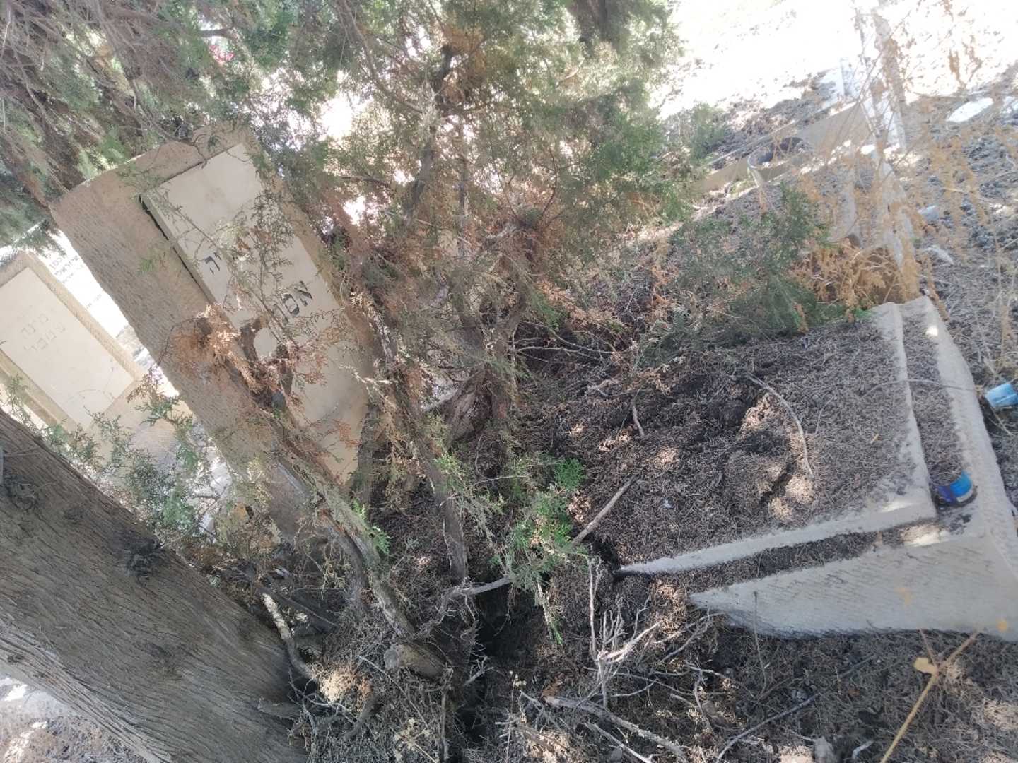 קברו של שרה פיה אסמן. תמונה 1