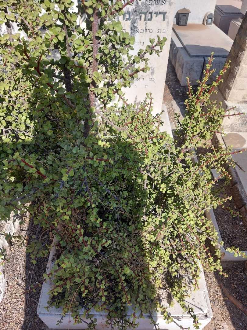 קברו של דינה גרינברג. תמונה 1