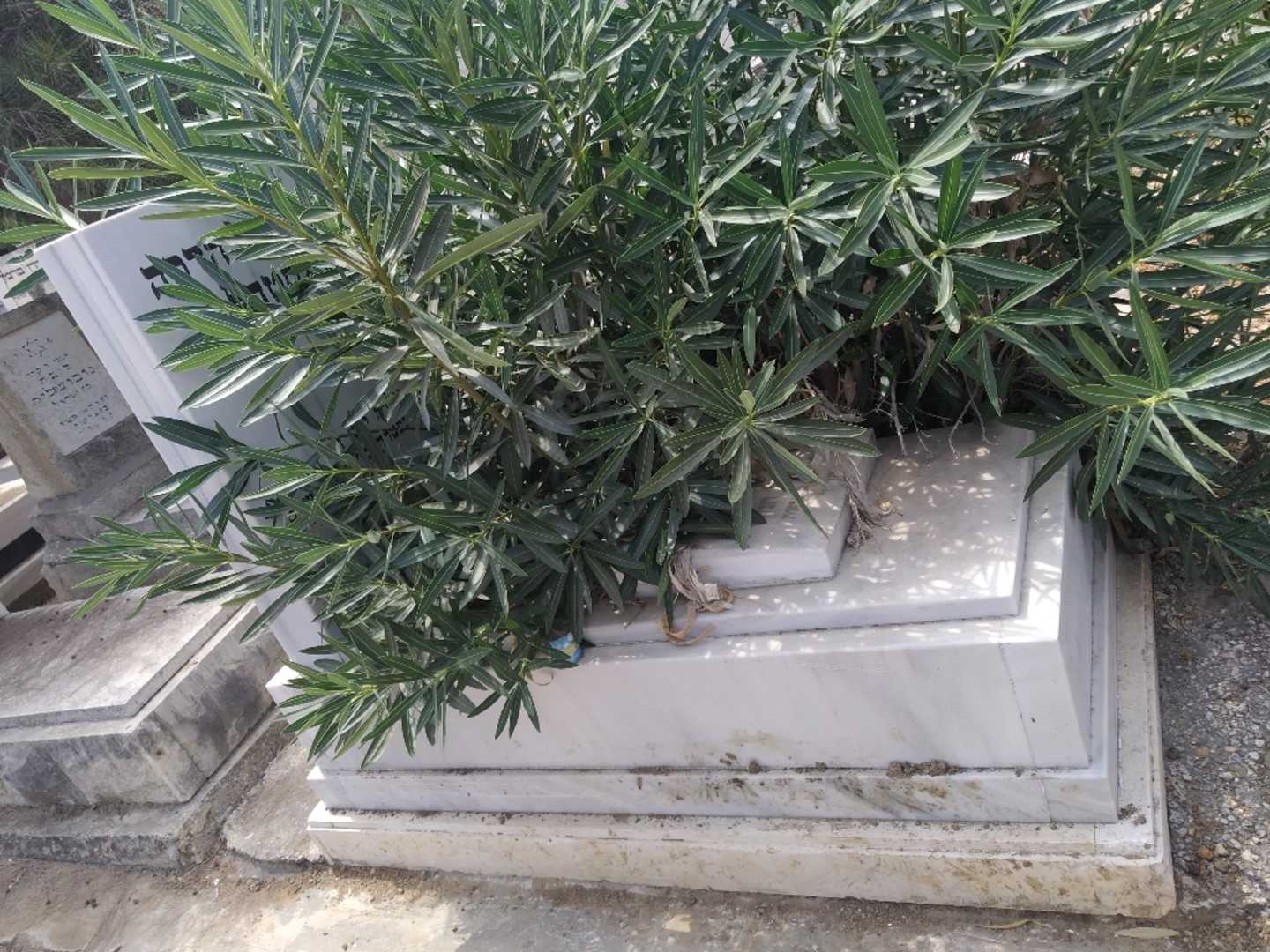 קברו של הניה הדסה גסטהלטר. תמונה 1